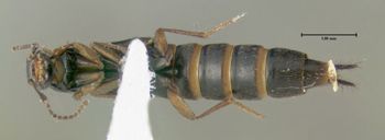 Media type: image;   Entomology 601531 Aspect: habitus ventral view